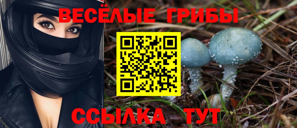 Сертолово  Псилоцибиновые грибы Cubensis  Вход с VPN  Псилоцибиновые грибы мицелий 